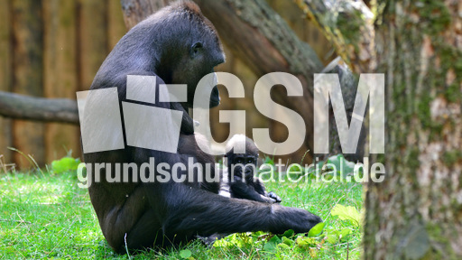 Gorillababy (16).jpg